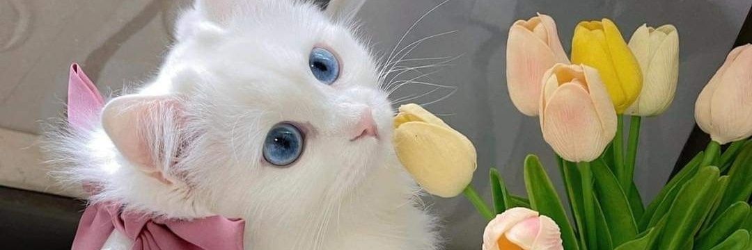 FabiolaChacn's profile banner image