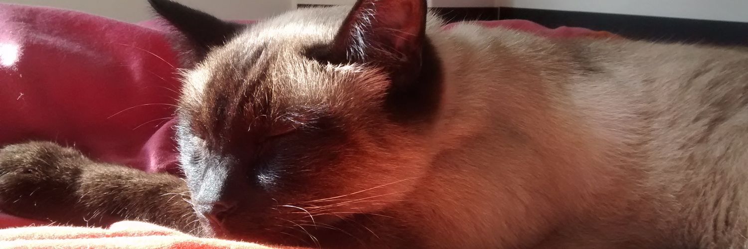 Lubulina_'s profile banner image
