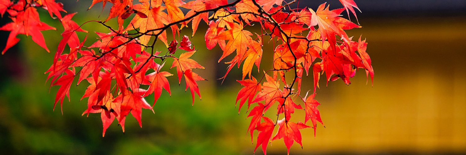 Deborah Sandidge banner