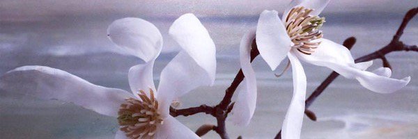 naturaleclectic's profile banner image