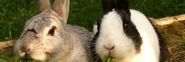 stuart_drabbit's profile banner image