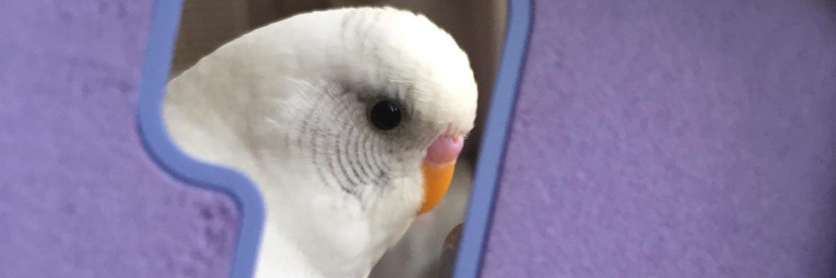 msrulgen's profile banner image