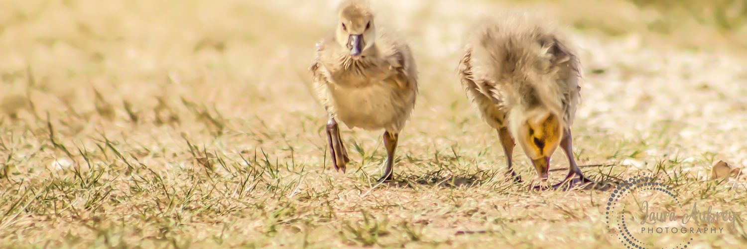 laura_aphoto's profile banner image