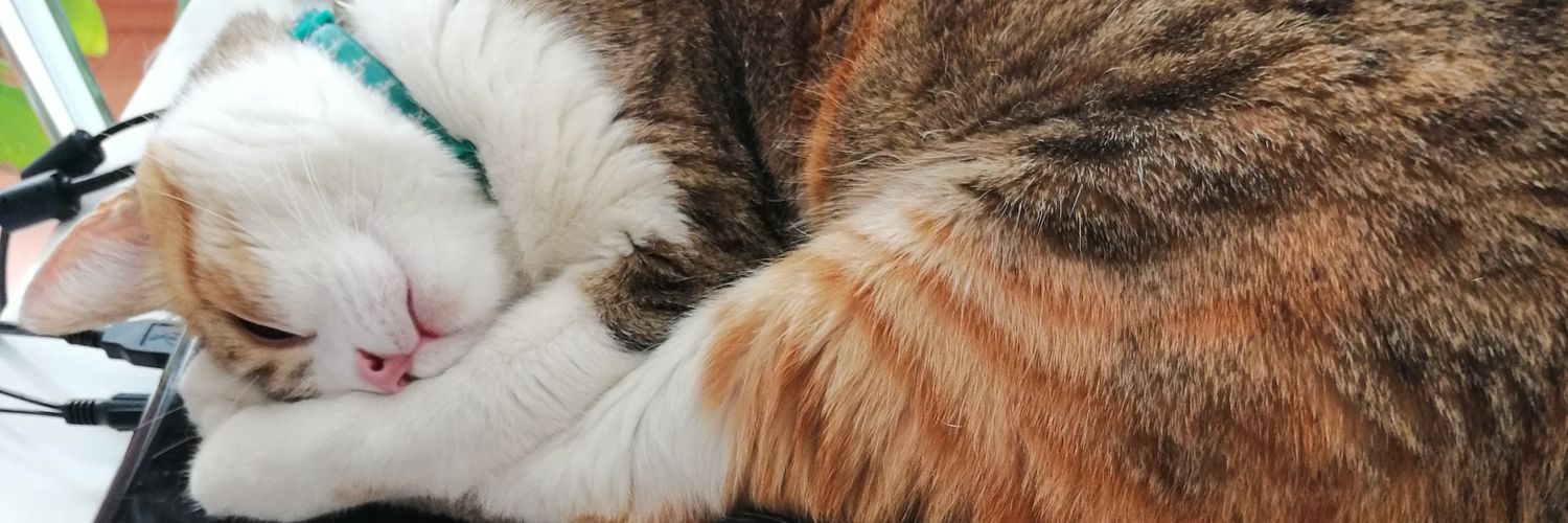 ElifUfluoglu's profile banner image