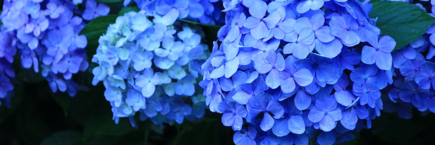 blasr69's profile banner image