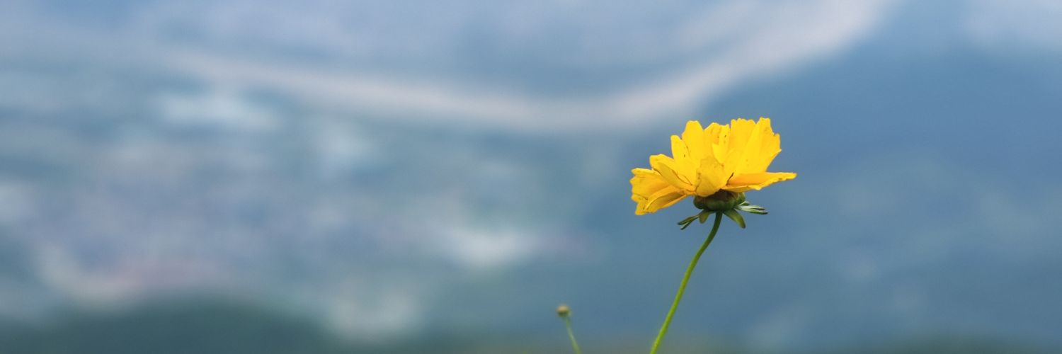 DevinWright banner