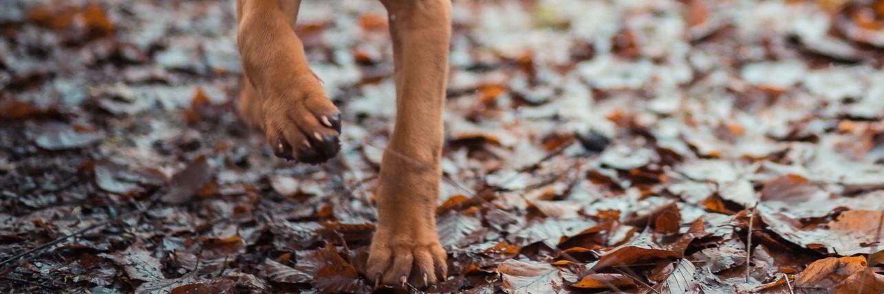walkingonleaves's profile banner image