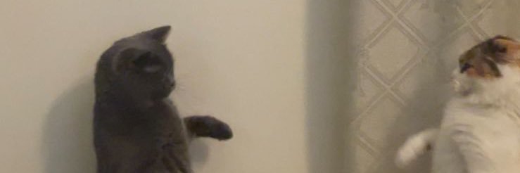Fufichuu's profile banner image