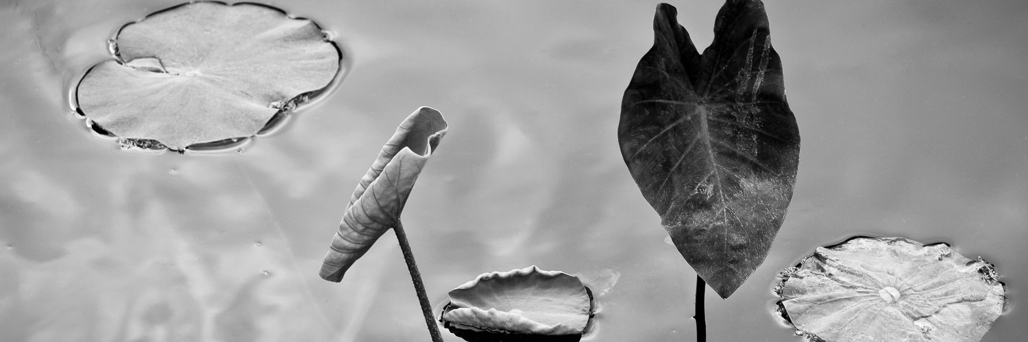 toddcarroll's profile banner image