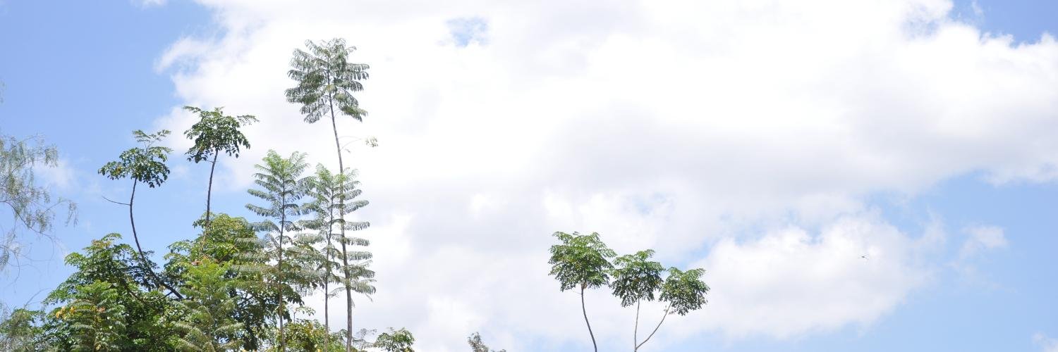 Bill Dindi banner