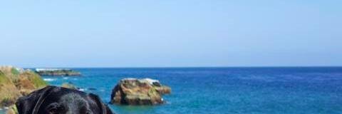 Steve McLendon banner