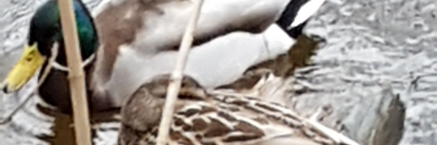 Lisbeth Magnusson banner