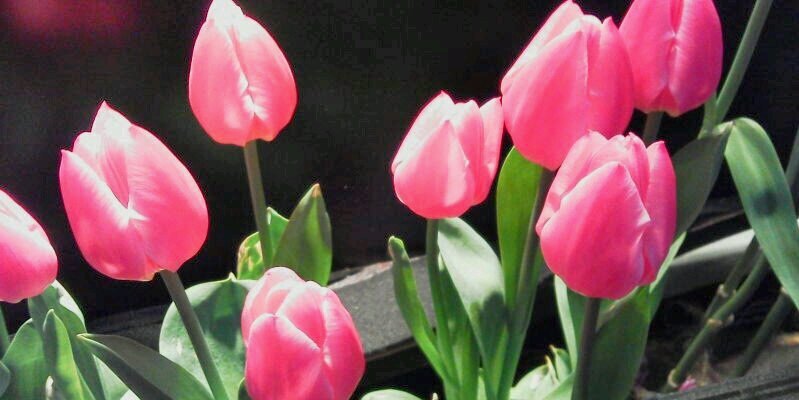 amiumi841's profile banner image