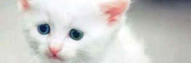 izzatishimaa's profile banner image