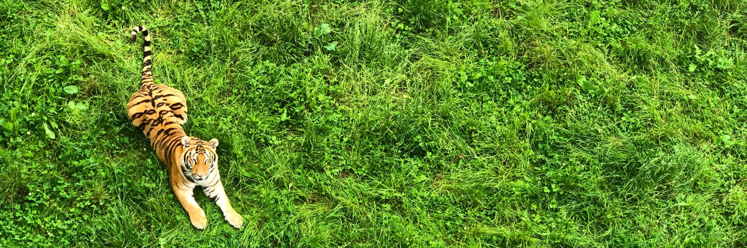 cynside_'s profile banner image