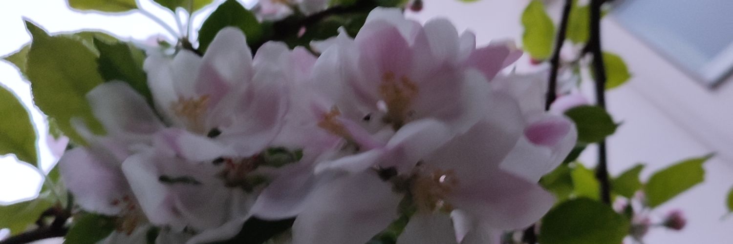 cinamon_xoxo's profile banner image