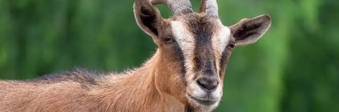 I ❤️ Giannis banner