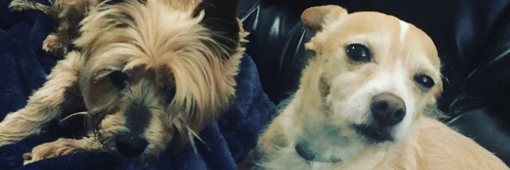 Janine Scamardella banner