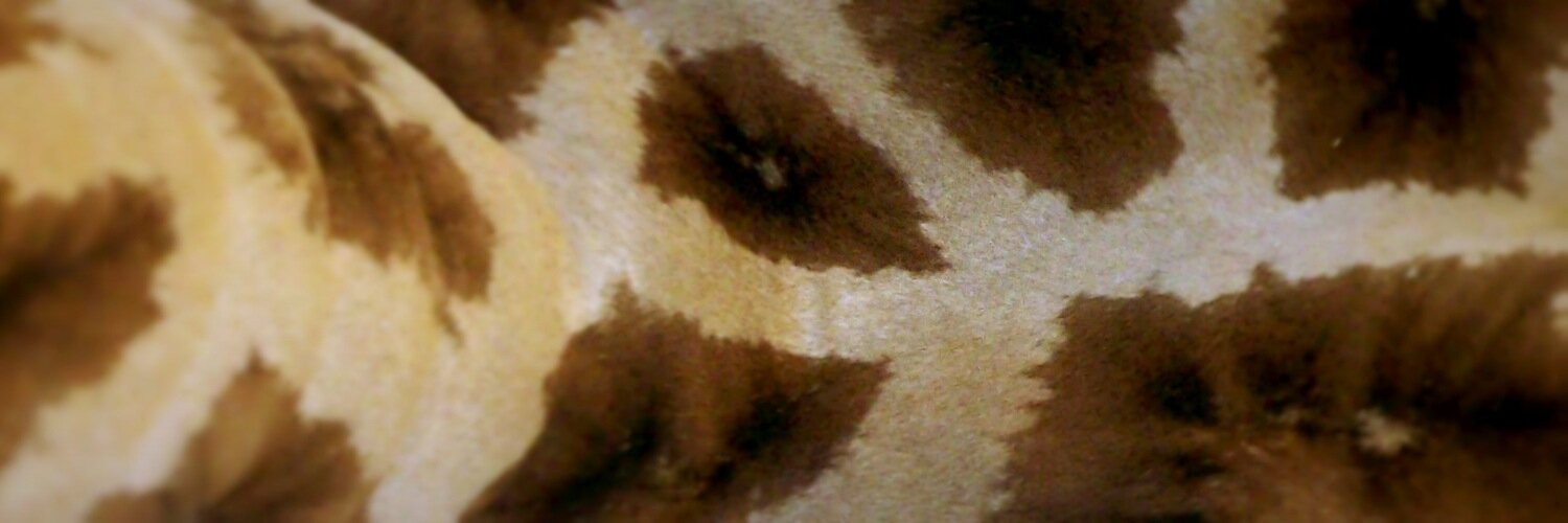 lauraDlar's profile banner image