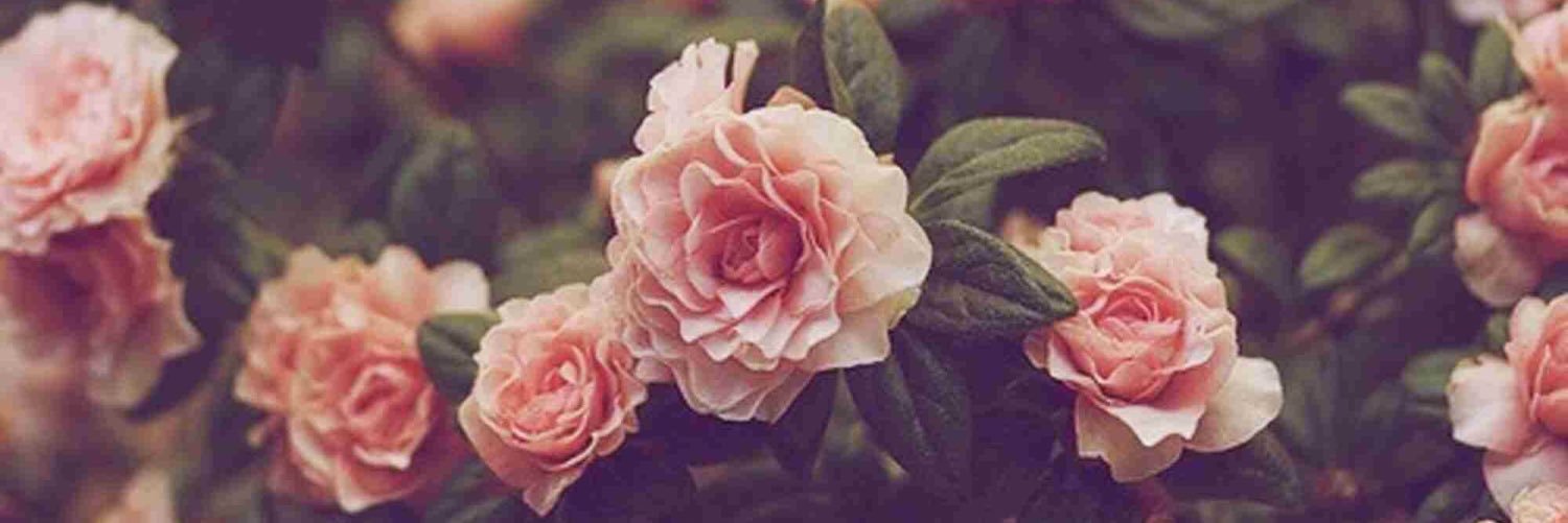 natashasavannah's profile banner image
