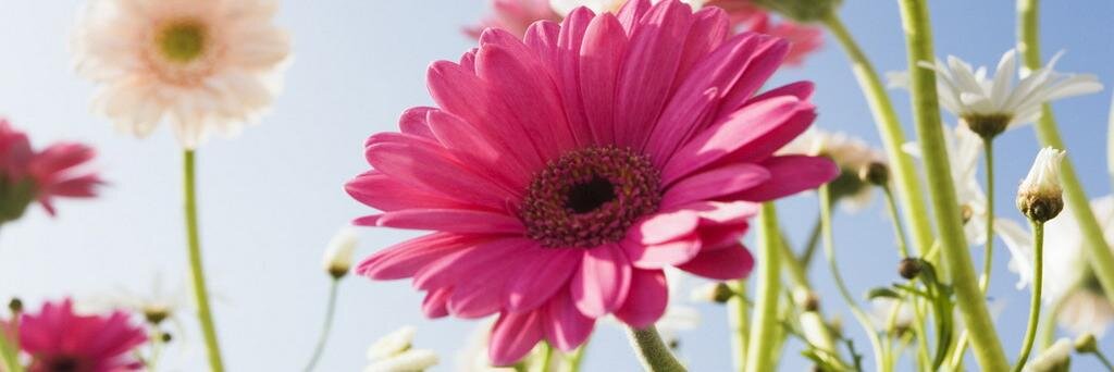 Lina_Adelaide's profile banner image