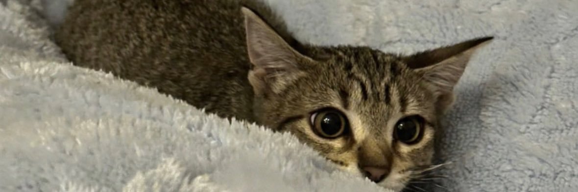 XimeVazquez_'s profile banner image