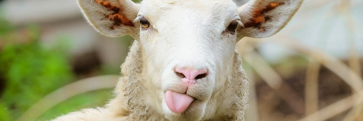 IPurpleRobot's profile banner image