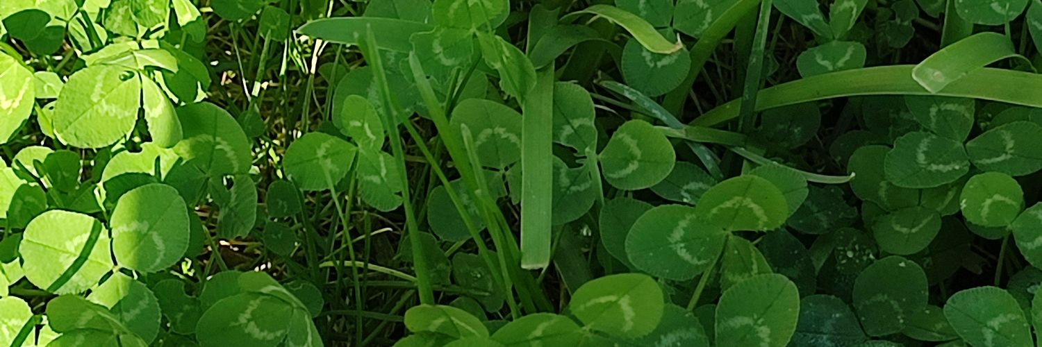 Majurillo's profile banner image
