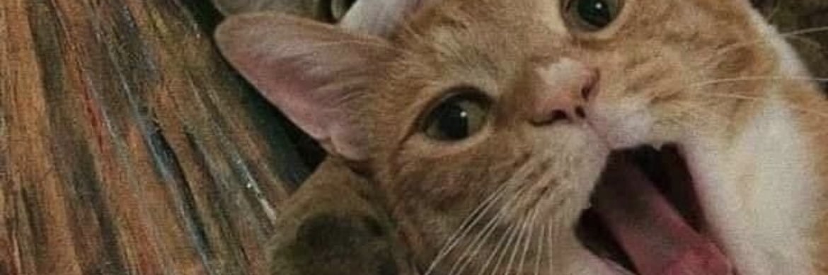 flavesquivel's profile banner image