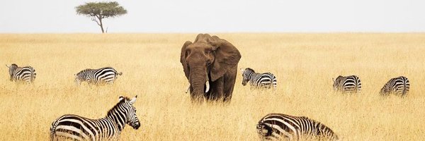 kenyanbrain Profile Banner