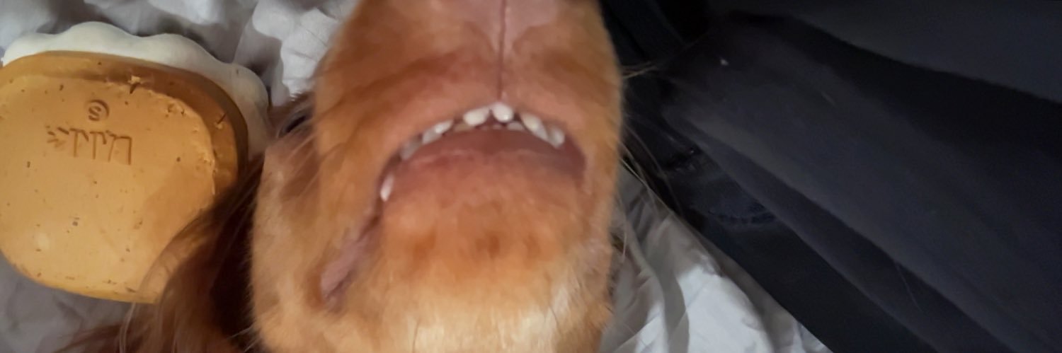 bechtelryan02's profile banner image