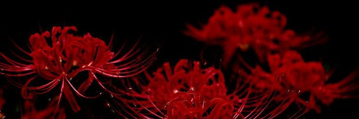 ankou 殭屍 banner