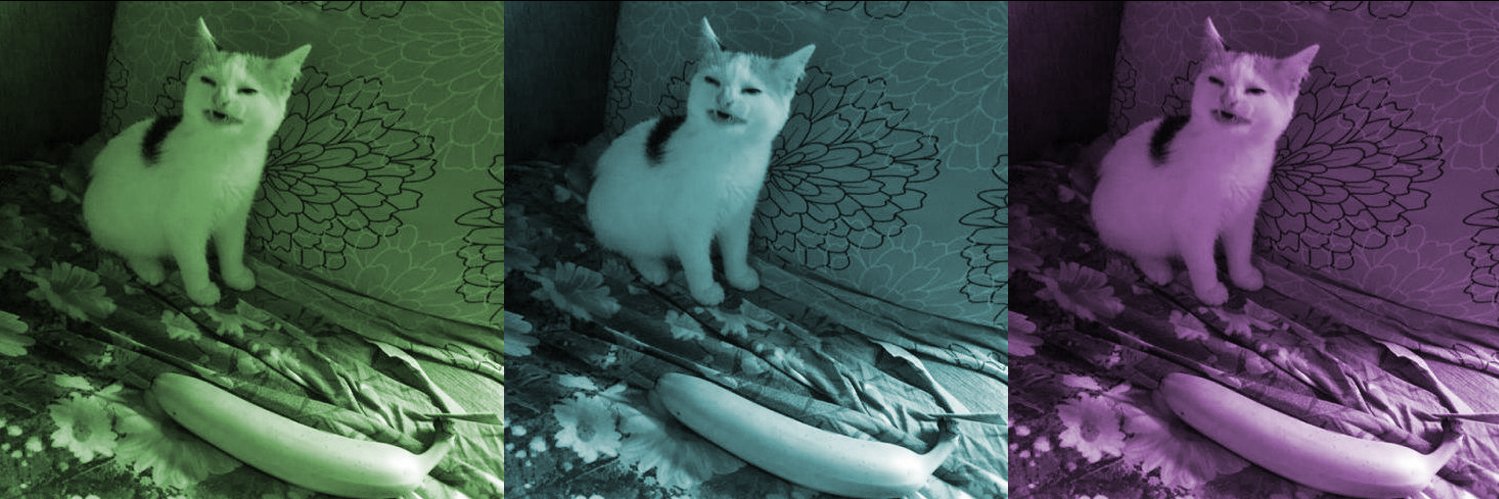 BassPoemsCats's profile banner image