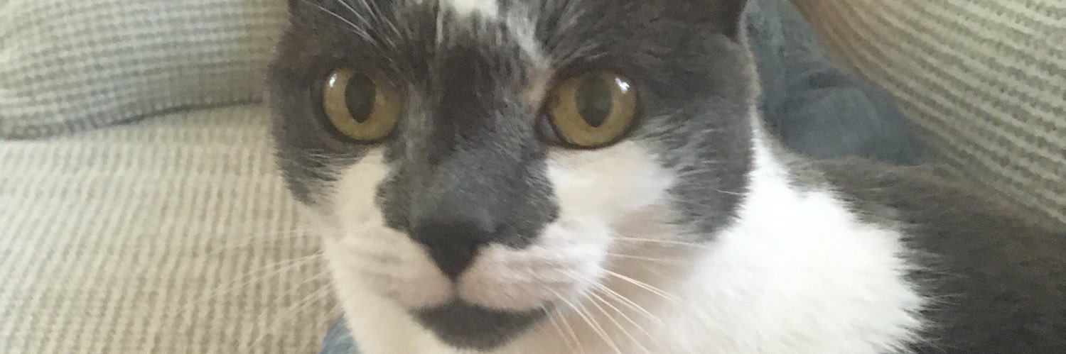 judymoo's profile banner image