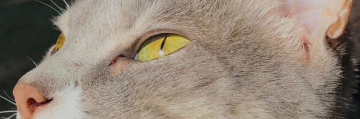 _PameAlvarez's profile banner image
