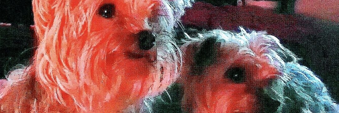 silvialamoni's profile banner image