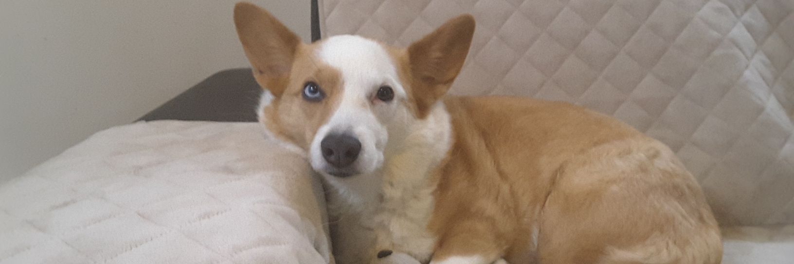 ALFREDOSNL's profile banner image
