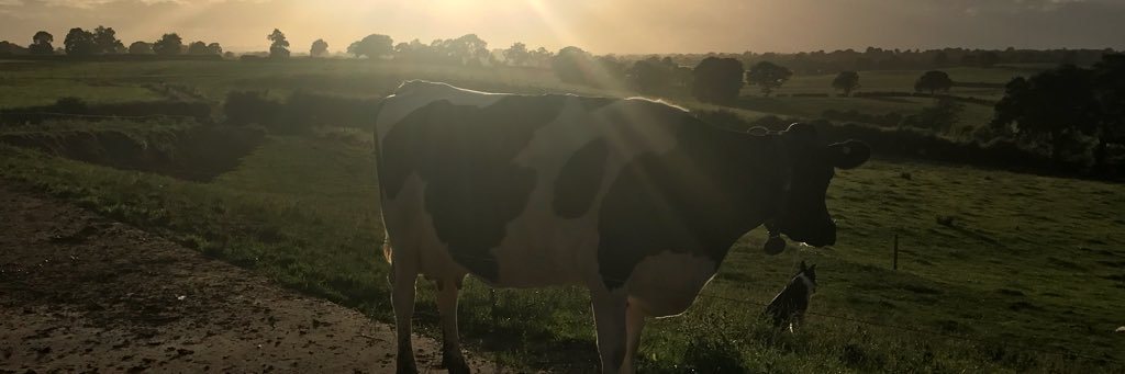 Katy Lowe banner