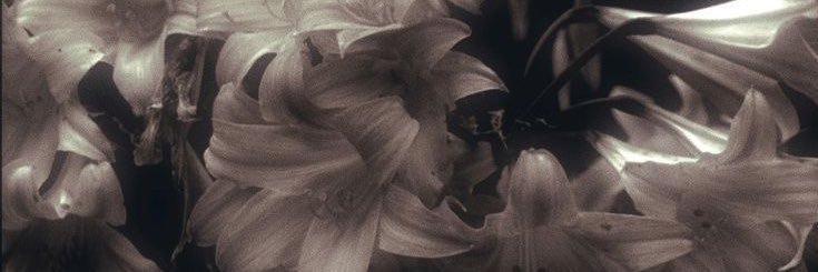 Sshawnass's profile banner image