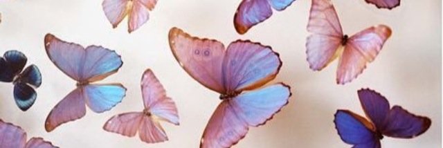 shannonbear's profile banner image