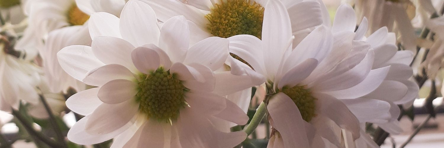 mavisbalik's profile banner image