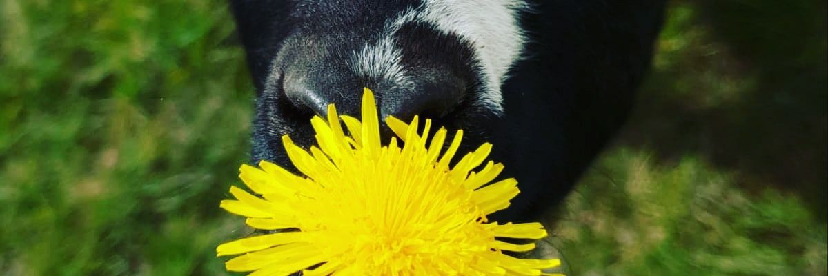 Ivars Forands banner