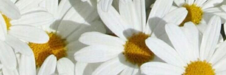 SdSvm's profile banner image