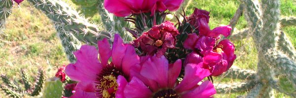 CUSDMaryM Profile Banner