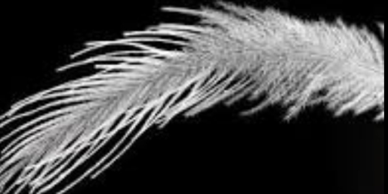 Tcannella's profile banner image
