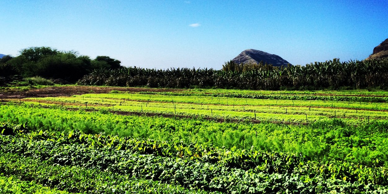 Chef Ed Kenney banner