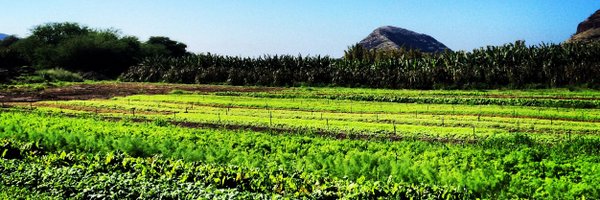 edstown Profile Banner