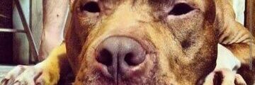 CrysytalShards's profile banner image