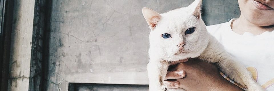 dandely's profile banner image