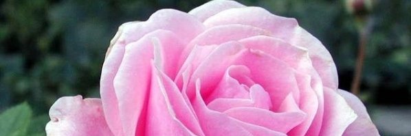 FreeBritneyes's profile banner image